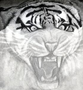 how-to-draw-a-roaring-tiger-step-11_1_000000076321_3
