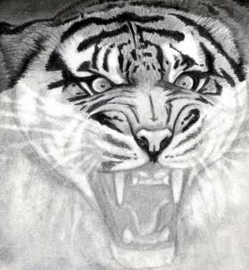 how-to-draw-a-roaring-tiger-step-12_1_000000076323_3