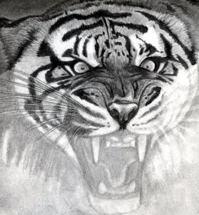 how-to-draw-a-roaring-tiger-step-14_1_000000076327_3