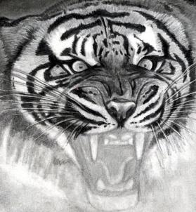 how-to-draw-a-roaring-tiger-step-15_1_000000076329_3