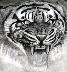 how-to-draw-a-roaring-tiger-step-16_1_000000076331_3