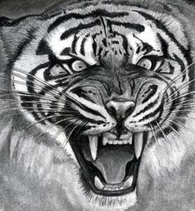 how-to-draw-a-roaring-tiger-step-17_1_000000076333_3