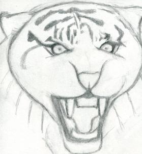 how-to-draw-a-roaring-tiger-step-4_1_000000076307_3
