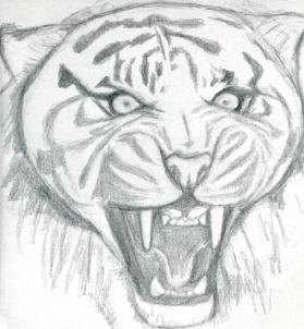 how-to-draw-a-roaring-tiger-step-6_1_000000076311_3
