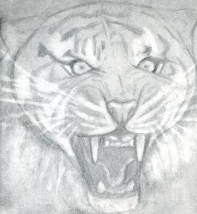 how-to-draw-a-roaring-tiger-step-8_1_000000076315_3