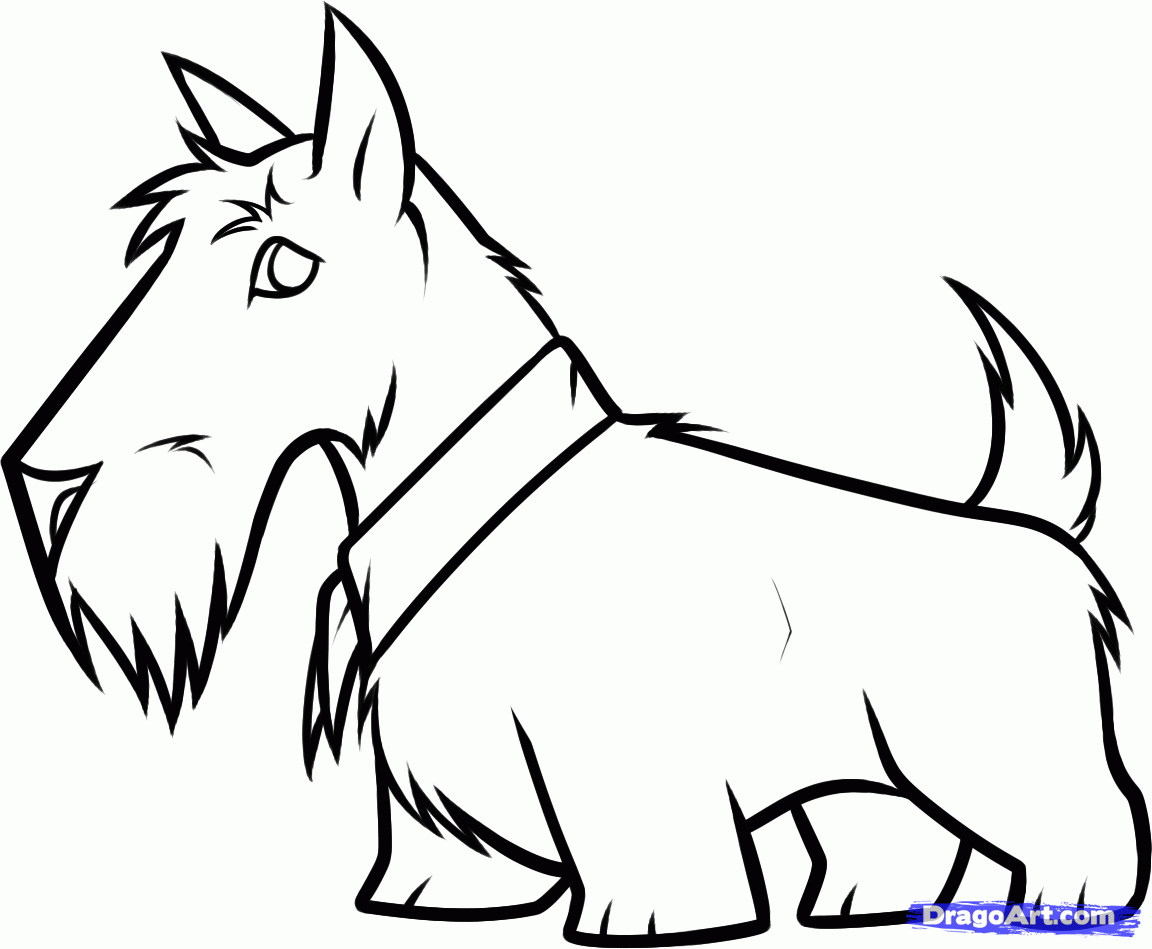how-to-draw-a-scottie-scottish-terrier-step-7_1_000000130871_5