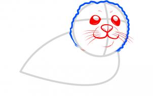 how-to-draw-a-seal-pup-seal-pup-step-3_1_000000088095_3