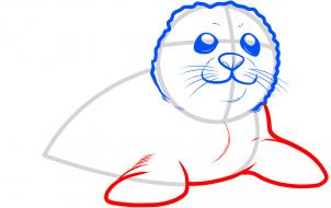 how-to-draw-a-seal-pup-seal-pup-step-4_1_000000088097_3