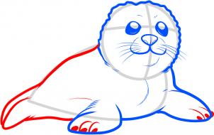 how-to-draw-a-seal-pup-seal-pup-step-5_1_000000088099_3