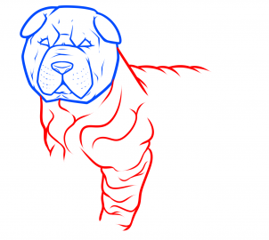 how-to-draw-a-shar-pei-step-3_1_000000184424_3