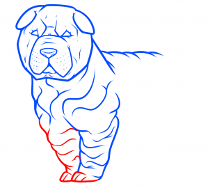 how-to-draw-a-shar-pei-step-4_1_000000184425_3