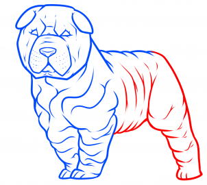 how-to-draw-a-shar-pei-step-5_1_000000184426_3