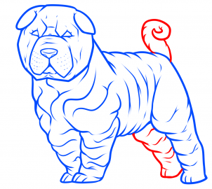 how-to-draw-a-shar-pei-step-6_1_000000184427_3
