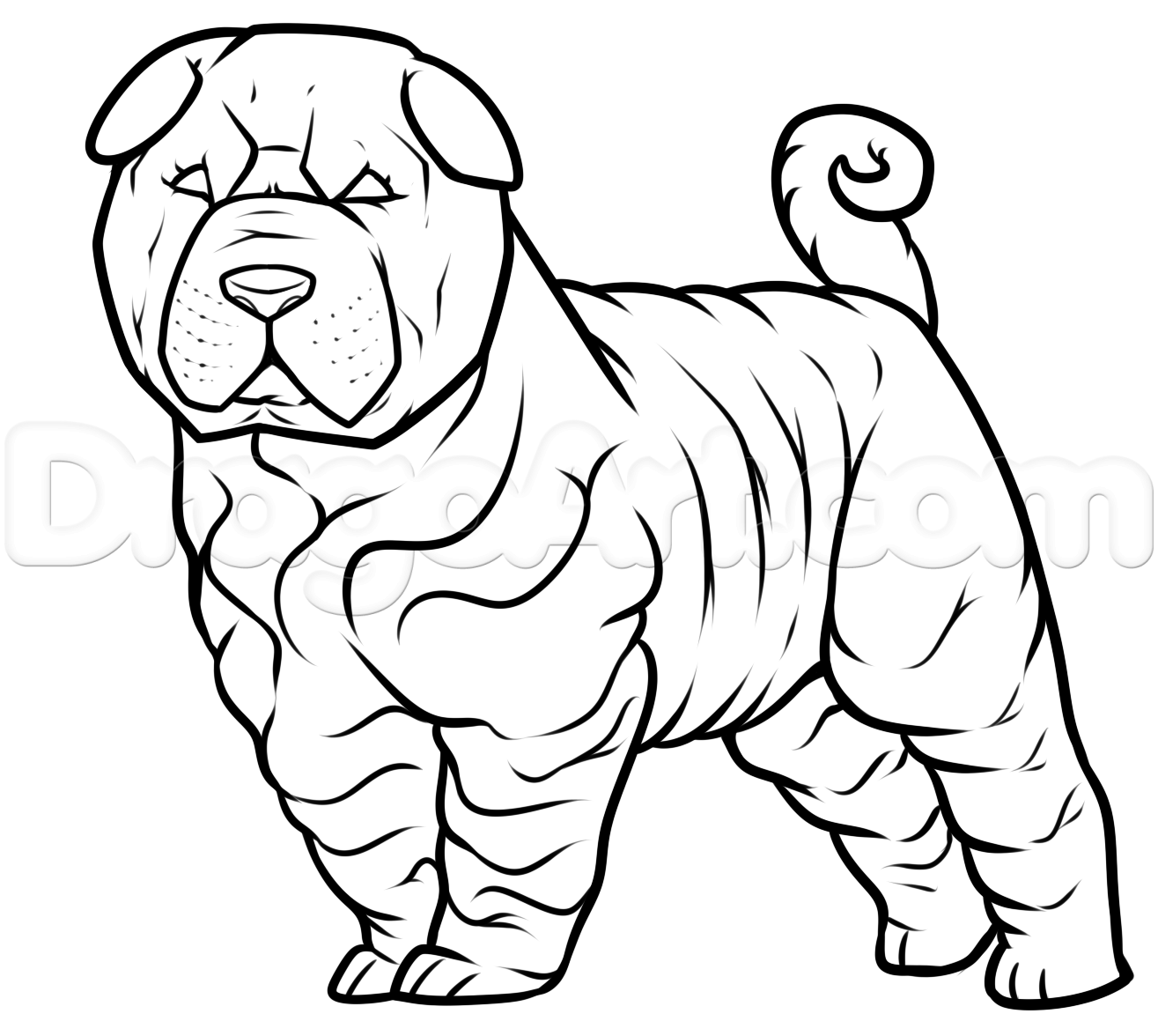 how-to-draw-a-shar-pei-step-7_1_000000184428_5