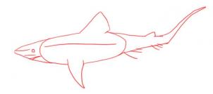 how-to-draw-a-shark-step-3_1_000000000254_3