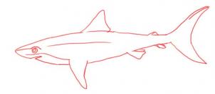 how-to-draw-a-shark-step-4_1_000000000255_3
