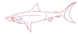 how-to-draw-a-shark-step-5_1_000000000256_3