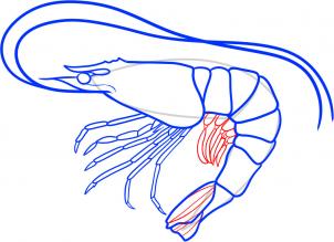 how-to-draw-a-shrimp-step-6_1_000000060713_3