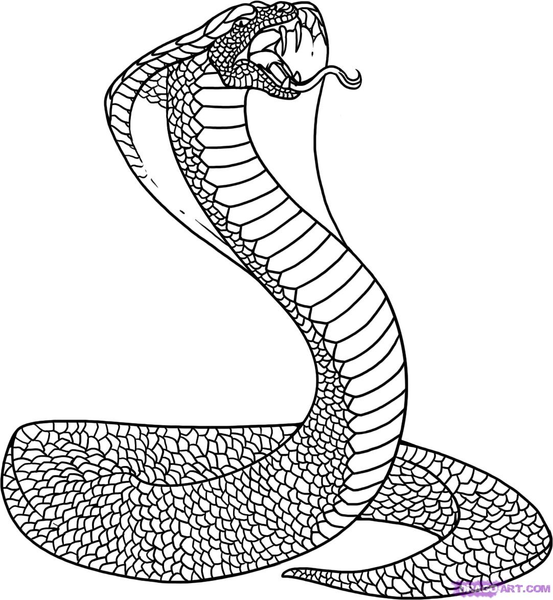 how-to-draw-a-snake-king-cobra-step-7_1_000000000723_5