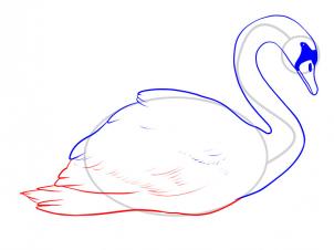 how-to-draw-a-swan-step-7_1_000000048077_3