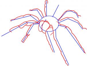 how-to-draw-a-tarantula-step-2_1_000000010880_3