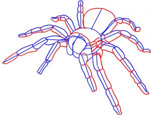 how-to-draw-a-tarantula-step-3_1_000000010881_3