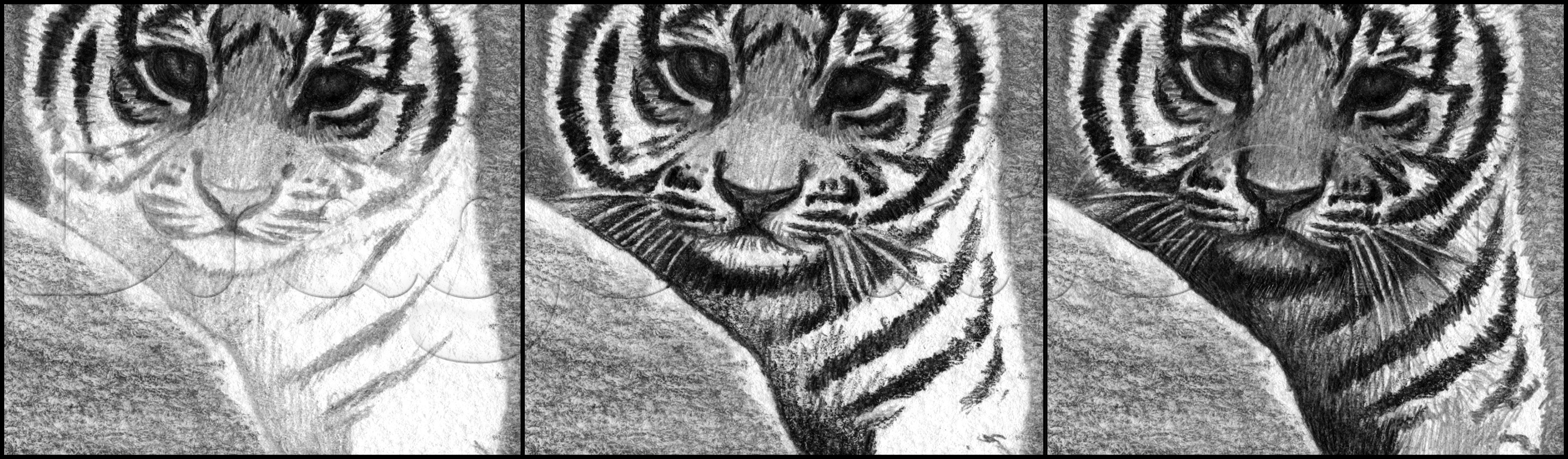 how-to-draw-a-tiger-cub-step-10_1_000000174521_5