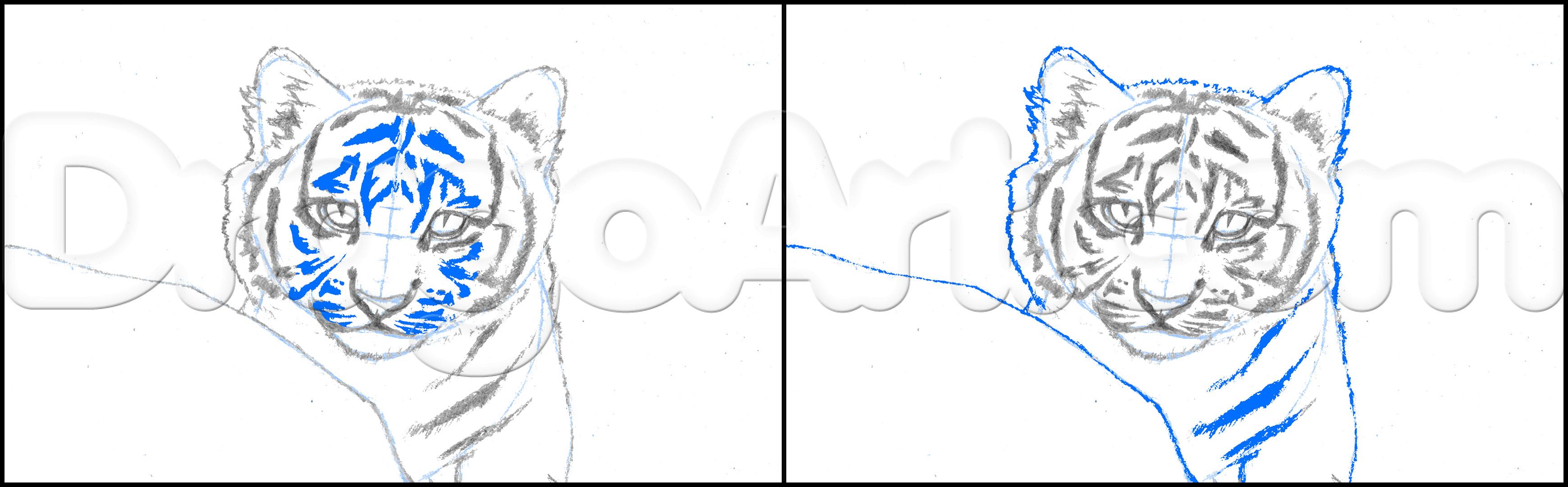 Этапное рисование белых тигров
