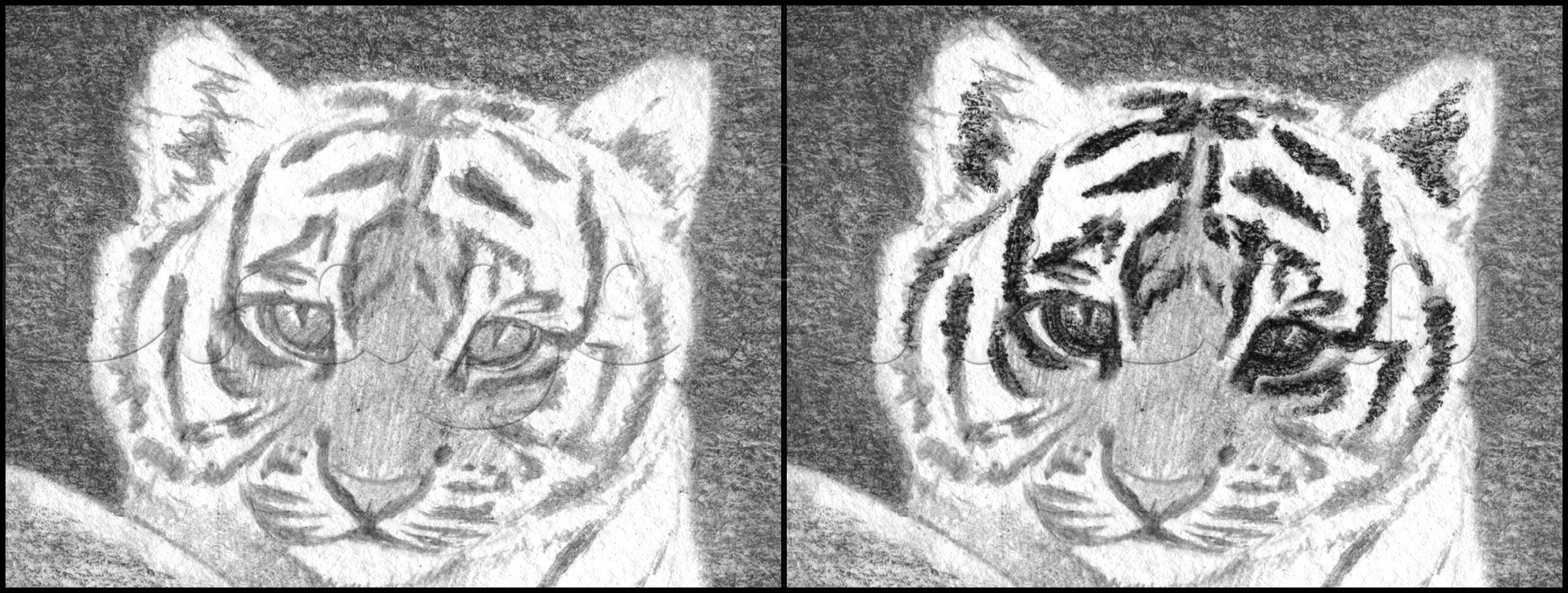 how-to-draw-a-tiger-cub-step-8_1_000000174519_5