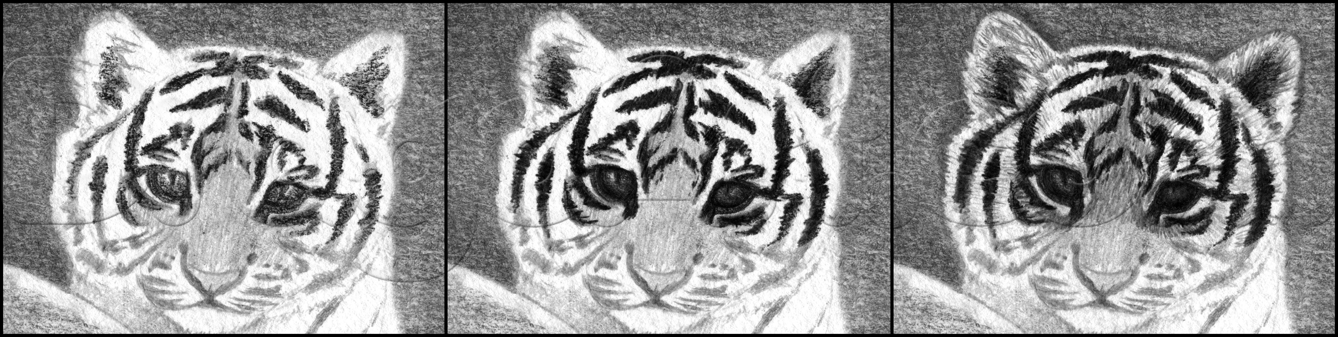 how-to-draw-a-tiger-cub-step-9_1_000000174520_5