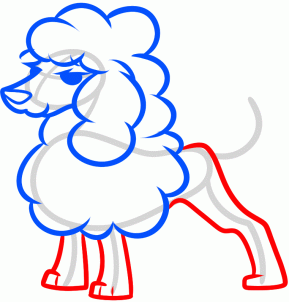 how-to-draw-a-toy-poodle-step-5_1_000000158708_3