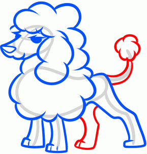 how-to-draw-a-toy-poodle-step-6_1_000000158709_3