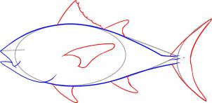 how-to-draw-a-tuna-step-3_1_000000019865_3