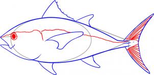 how-to-draw-a-tuna-step-4_1_000000019867_3