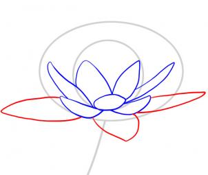 how-to-draw-a-water-lily-step-3_1_000000049063_3