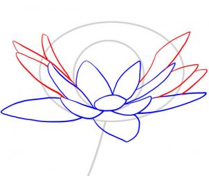 how-to-draw-a-water-lily-step-4_1_000000049065_3