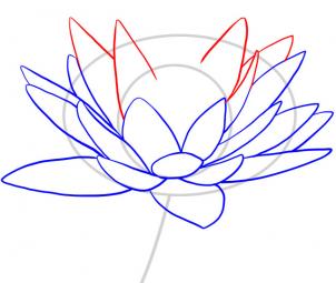 how-to-draw-a-water-lily-step-5_1_000000049067_3