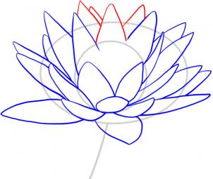 how-to-draw-a-water-lily-step-6_1_000000049069_3