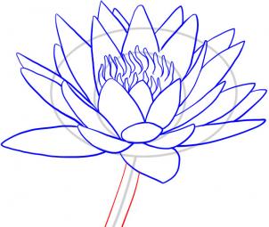 how-to-draw-a-water-lily-step-8_1_000000049073_3