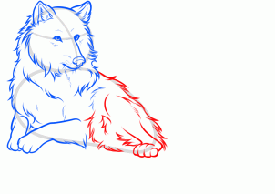 how-to-draw-a-white-wolf-step-9_1_000000160553_3