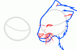 how-to-draw-a-wolf-and-tiger-step-4_1_000000169219_3