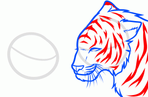how-to-draw-a-wolf-and-tiger-step-5_1_000000169220_3