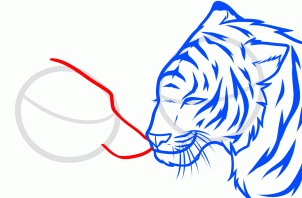 how-to-draw-a-wolf-and-tiger-step-6_1_000000169221_3