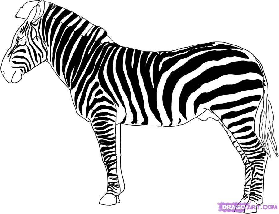 how-to-draw-a-zebra-step-6_1_000000001248_5