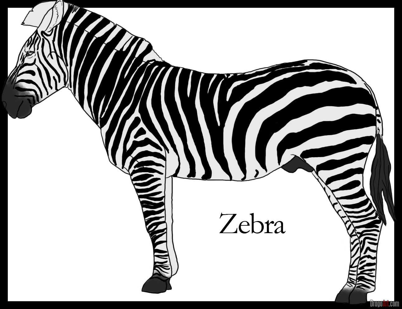 how-to-draw-a-zebra_1_000000000231_5
