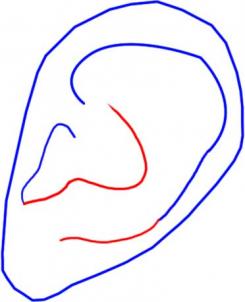 how-to-draw-an-ear-step-3_1_000000000636_3