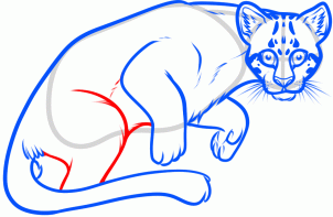 how-to-draw-an-ocelot-step-8_1_000000156491_3