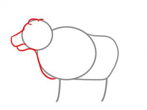 how-to-draw-an-ox-step-2_1_000000026141_3