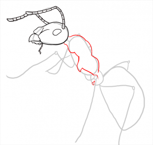 how-to-draw-ants-step-16_1_000000108193_3