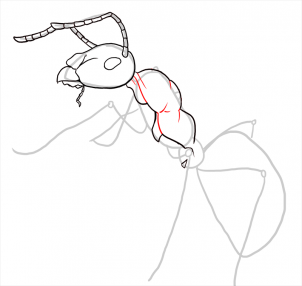 how-to-draw-ants-step-17_1_000000108195_3